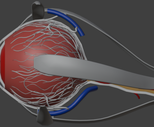 3D Model of Human Eye Anatomy
