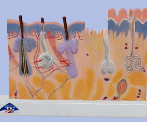 3D Human Skin Section Relief Model v2