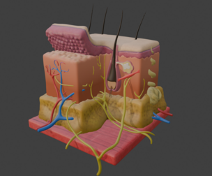 3D Model of Skin Anatomy