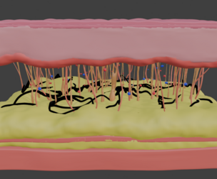 3D Model of Skin Anatomy