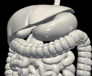 3D Model of Digestive System