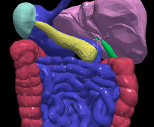 3D Model of Gastrointestinal Tract with Bones
