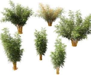 (HighPoly+LowPoly) Schizostachyum brachyllum - New Golden Bamboo