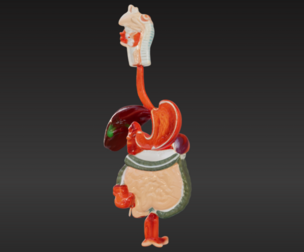 3D Model of Human Digestive System