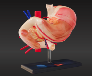 3D Model of Stomach