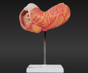 3D Model of Stomach v2