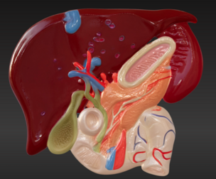 3D Model of Liver Anatomy with Gallbladder