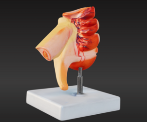 3D Model of Caecum and Appendix