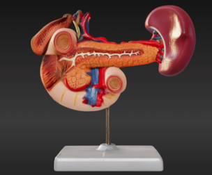 3D Model of Rear Organs Of The Upper Abdomen Anatomy