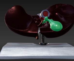3D Model of Human Liver Anatomy v3