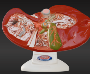 3D Liver and Gallbladder Anatomical Model