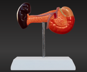 3D Spleen, Pancreas and Duodenum Anatomy Model