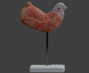 3D Human Stomach Anatomy Model