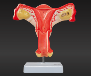 3D Female Genital Organs Model
