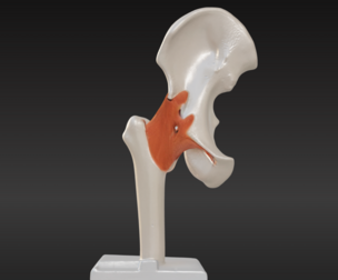3D Hip Joint Anatomy Model