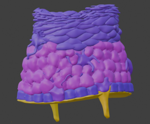 3D Model of the Epithelium of the Skin