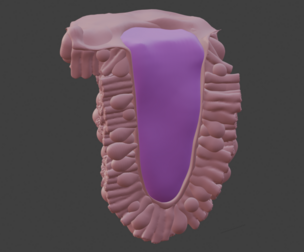3D Model of the Epithelium of the Duodenum