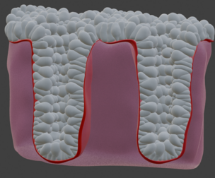 3D Model of the Epithelium of the Colon