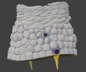 3D Model of the Epithelium of the Epidermis