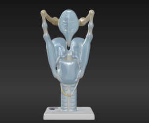 3D Model of Human Larynx Anatomy with Stand