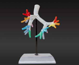 3D Model of Trachea and Bronchi
