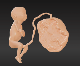 3D Model of Lifeform Human Fetus Replica - 5 Month Female