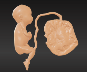 3D Model of Lifeform Human Fetus Replica - 5 Month Male