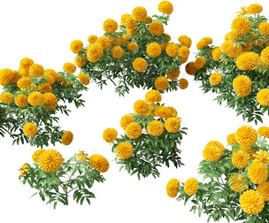 (HighPoly+LowPoly) Tagetes erecta - African marigold 3D Model
