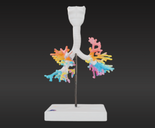 3D Bronchial Tree Model with Larynx