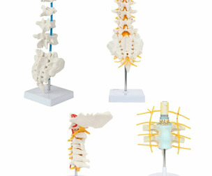3D Vertebrae Anatomy Model Set with Stand