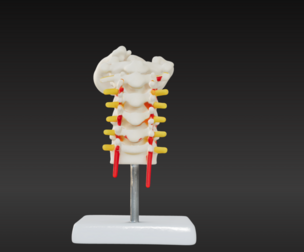 3D Vertebrae Anatomy Model with Stand v1