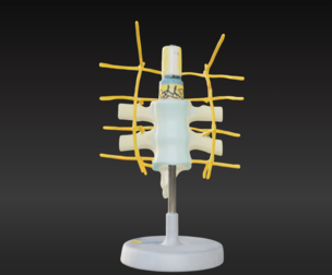 3D Vertebrae Anatomy Model with Stand v2