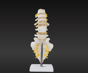 3D Vertebrae Anatomy Model with Stand v3