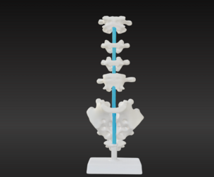 3D Vertebrae Anatomy Model with Stand v4