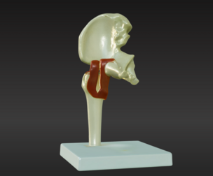 3D Joint Anatomy Model with Stand v2