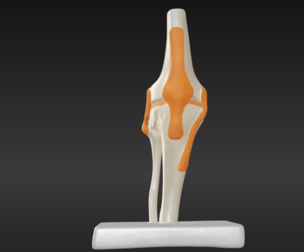 3D Joint Anatomy Model with Stand - lower leg