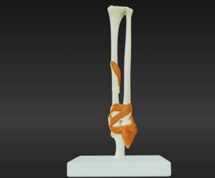 3D Joint Anatomy Model with Stand