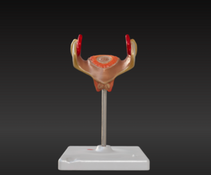 3D Model of 1st Month Human Embryo