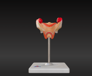 3D Model of 2nd Month Human Embryo