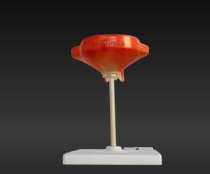 3D Model of 3rd Month Human Embryo