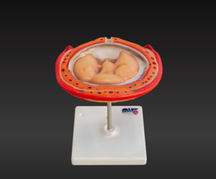 3D Model of 4th Month Human Embryo