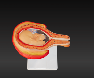 3D Model of 5th Month Human Embryo
