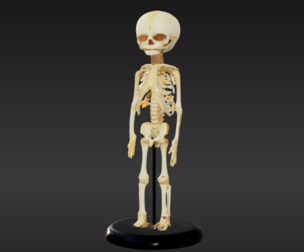 3D Modelf of 30-Week Old Fetus Skeleton