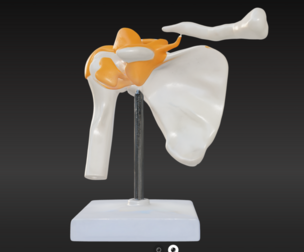 3D Model of Human Shoulder Joint with Functional Ligaments - Anatomy