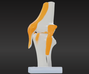 3D Model of Human Knee Joint with Ligaments on Stand
