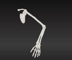 3D Model of Arm Skeleton with Clavicle, Scapula, and Hand Anatomy