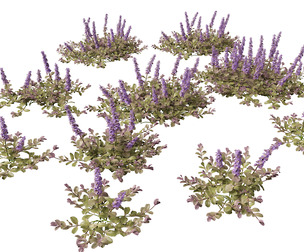 (HighPoly+LowPoly) Ajuga reptans - Carpet bugleweed