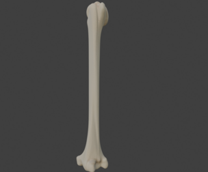 3D Model of Humerus Bone