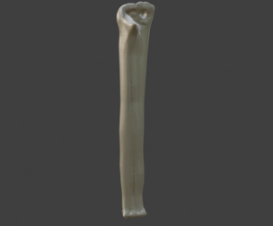 3D Model of Ulna Bone