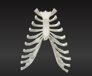 3D Model of Sternum Bone with Cartilage